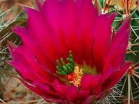 Echinocereus engelmannii 